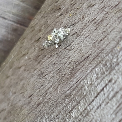 Luffia ferchaultella