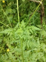 Anthriscus sylvestris