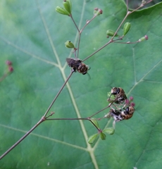 Pseudapis oxybeloides