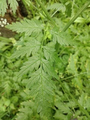 Anthriscus sylvestris