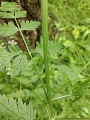 Anthriscus sylvestris