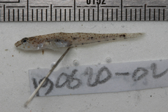 Pomatoschistus marmoratus