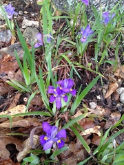 Iris verna