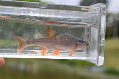 Lythrurus umbratilis