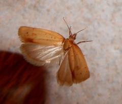 Epichoristodes acerbella