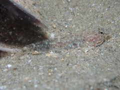 Pomatoschistus marmoratus