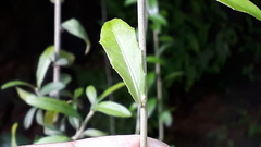 Tarlmounia elliptica