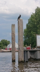 Phalacrocorax carbo