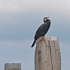 Phalacrocorax carbo