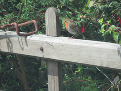 Erithacus rubecula