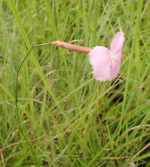 Dianthus zeyheri