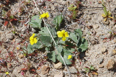 Viola purpurea aurea