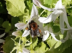 Bombus hypnorum
