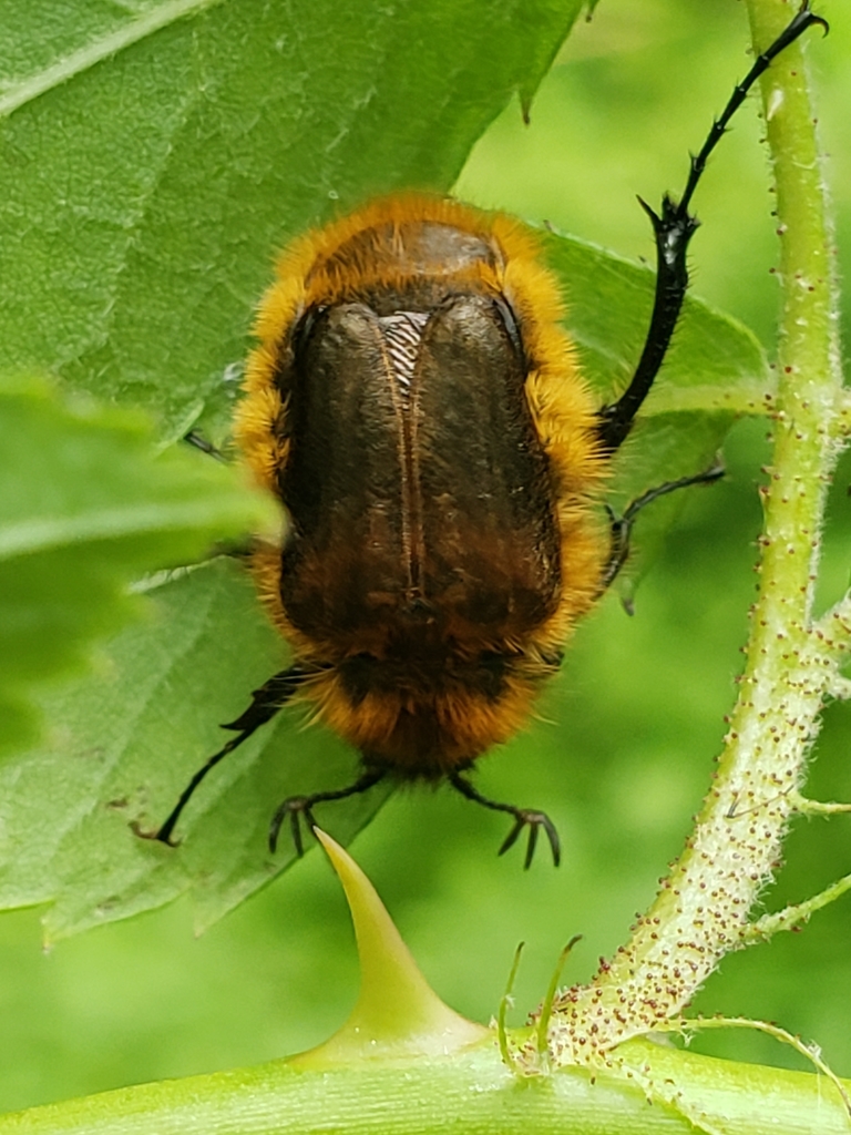 Cranberry Root Grub