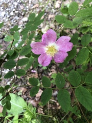 Rosa pendulina