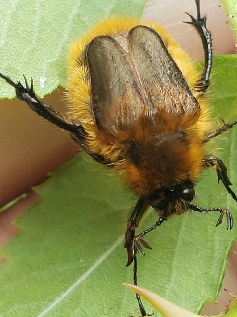 Bumble Bee Scarab Beetles