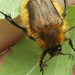 Bumble Bee Scarab Beetles - Photo (c) Mark Richman, some rights reserved (CC BY), uploaded by Mark Richman