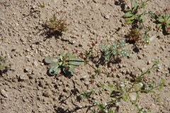 Centrostegia thurberi