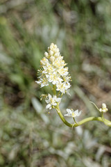 Toxicoscordion paniculatum