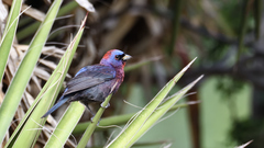 Varied Bunting photo 4