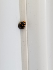 Brachiacantha ursina