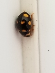 Brachiacantha ursina