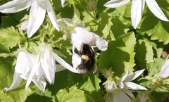 Bombus hypnorum