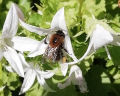 Bombus hypnorum
