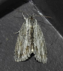 Acronicta lithospila
