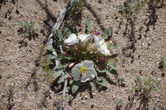 Oenothera deltoides