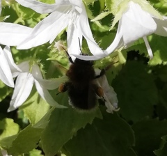 Bombus hypnorum