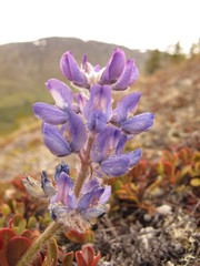 Lupinus kuschei
