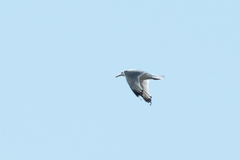 Larus cachinnans