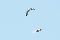 Larus cachinnans