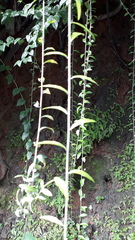 Tarlmounia elliptica