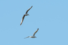 Larus cachinnans