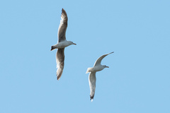 Larus cachinnans