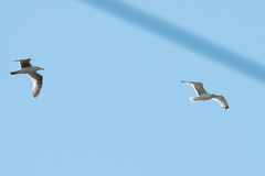Larus cachinnans