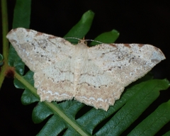 Calletaera jotaria