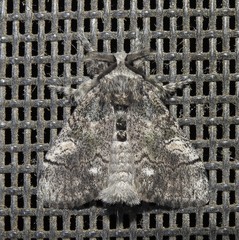 Dasychira vagans