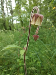 Geum rivale