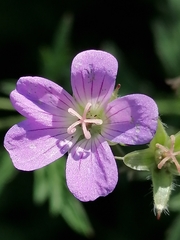 Geranium sylvaticum