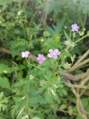 Geranium sylvaticum