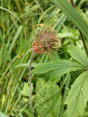Geum rivale