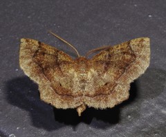 Metarranthis hypochraria