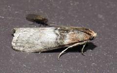 Sciota vetustella