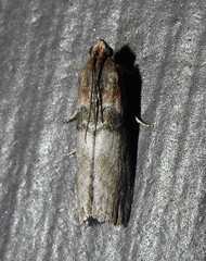 Sciota vetustella