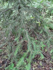 Picea abies