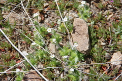 Plagiobothrys tenellus