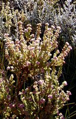 Erica gossypioides